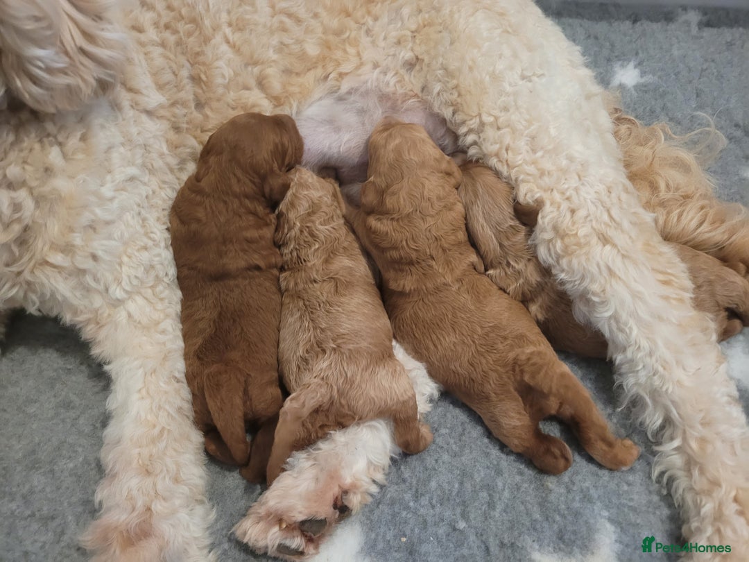 Mixed Breed dogs for sale: Miniature Goldendoodle Puppies - Image 5