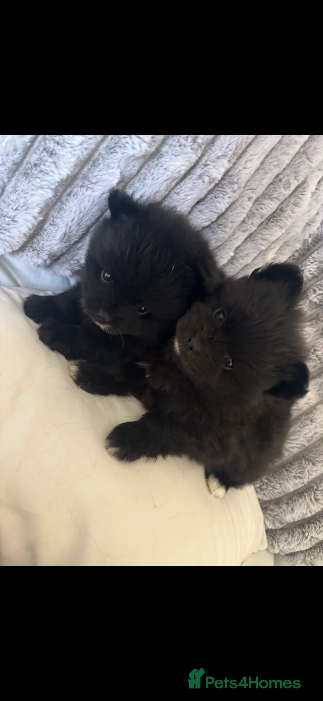 Pomeranian dogs for sale: Beautiful Tiny Pomeranian Puppies  - Advert 1