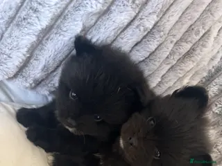 Pomeranian dogs Beautiful Tiny Pomeranian Puppies - Advert 8