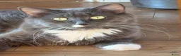 Mixed Breed cats for sale: Stunning maine coon cross kittens ready now - Advert 5
