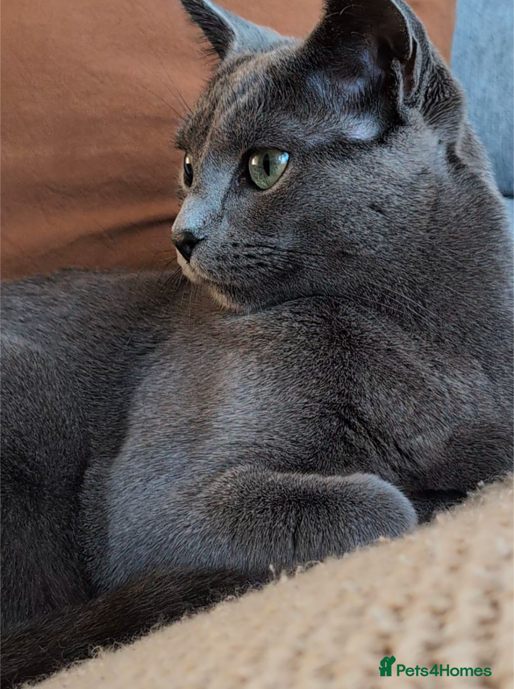 Russian Blue cats for sale: Snou is looking for the best forever home - Advert 5