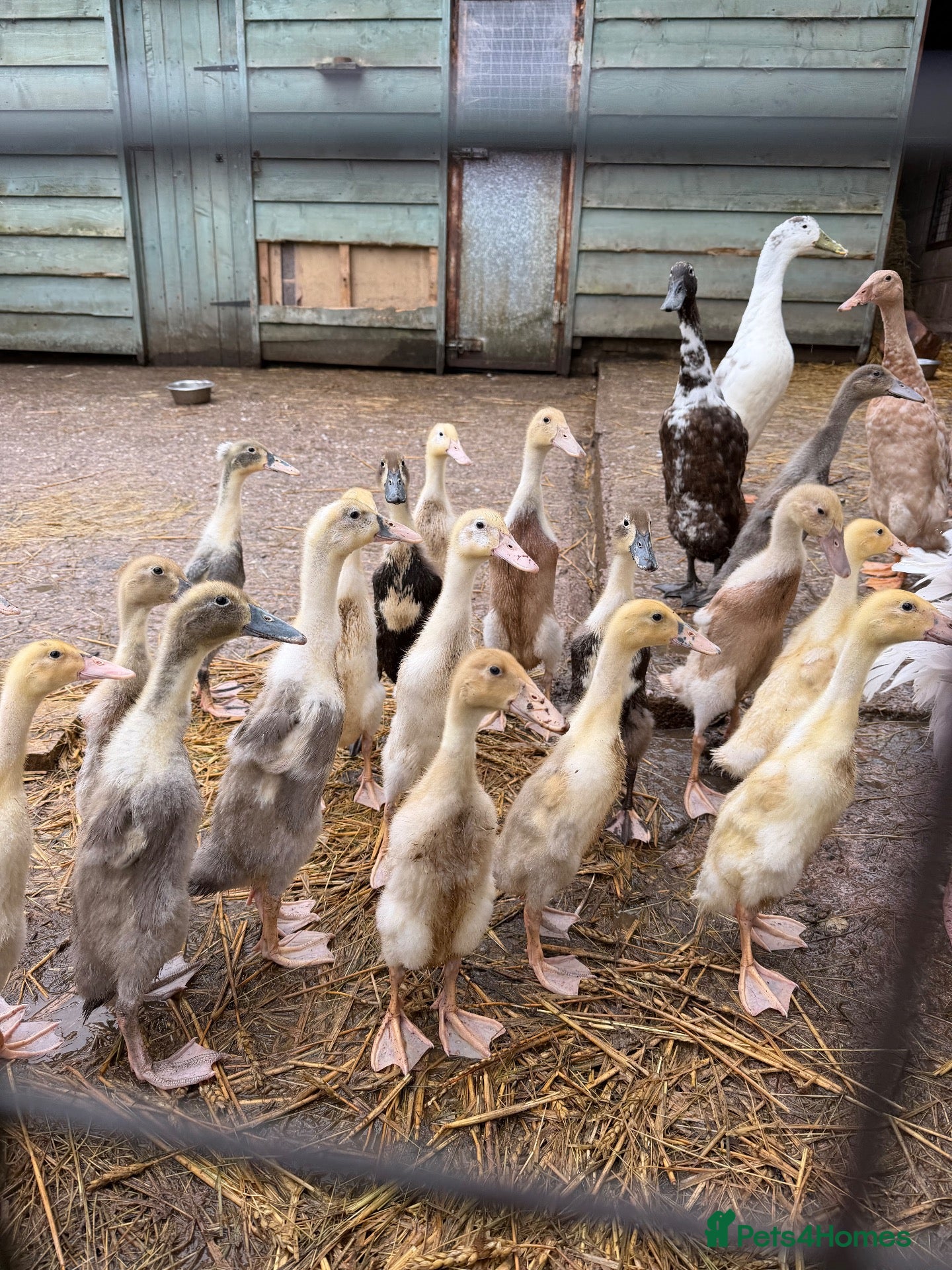Ducks poultry Runner ducks - Advert 3