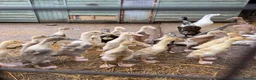 Ducks poultry for sale: Runner ducks in Worcester - Advert 1