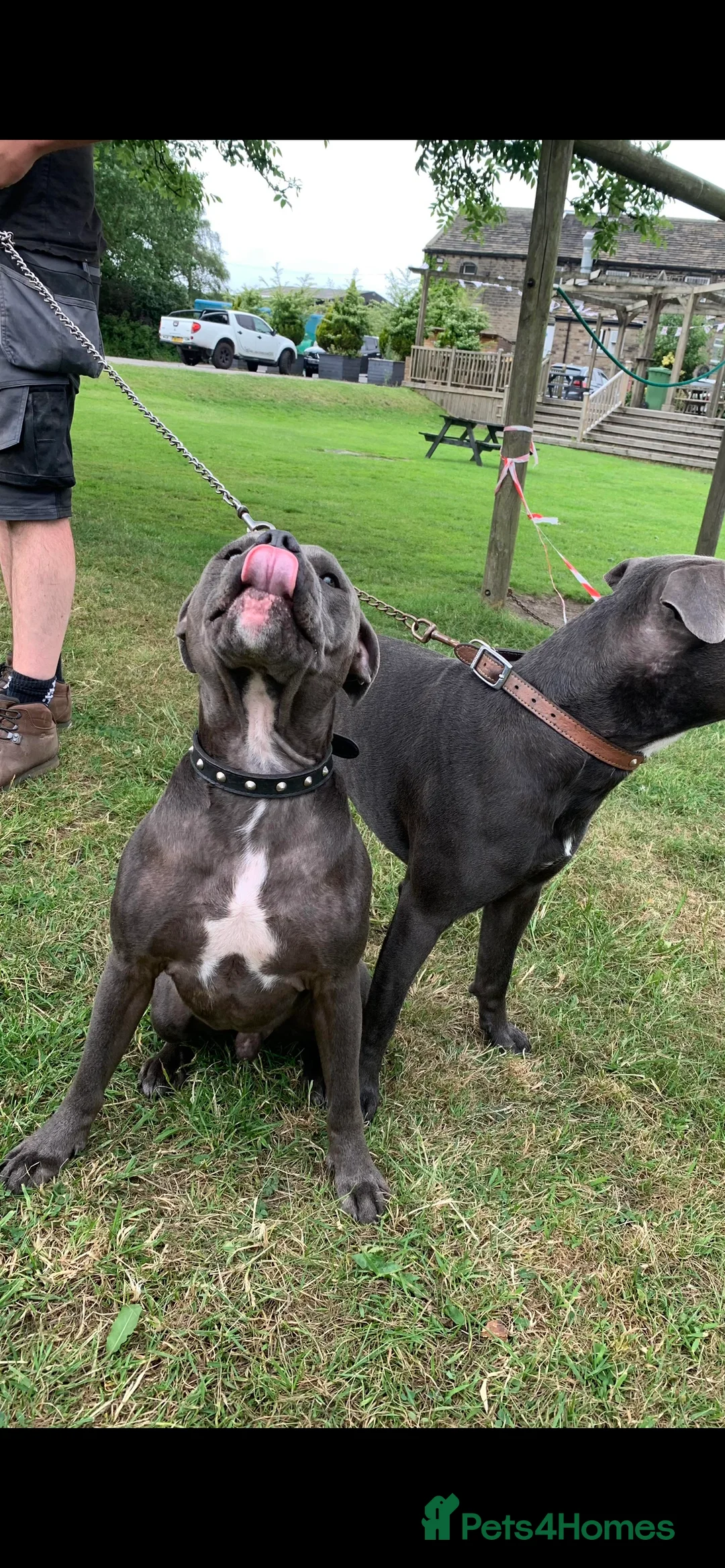 Staffordshire Bull Terrier dogs for stud: KC Registered Staffy Stud available  in Holmfirth - Advert 4