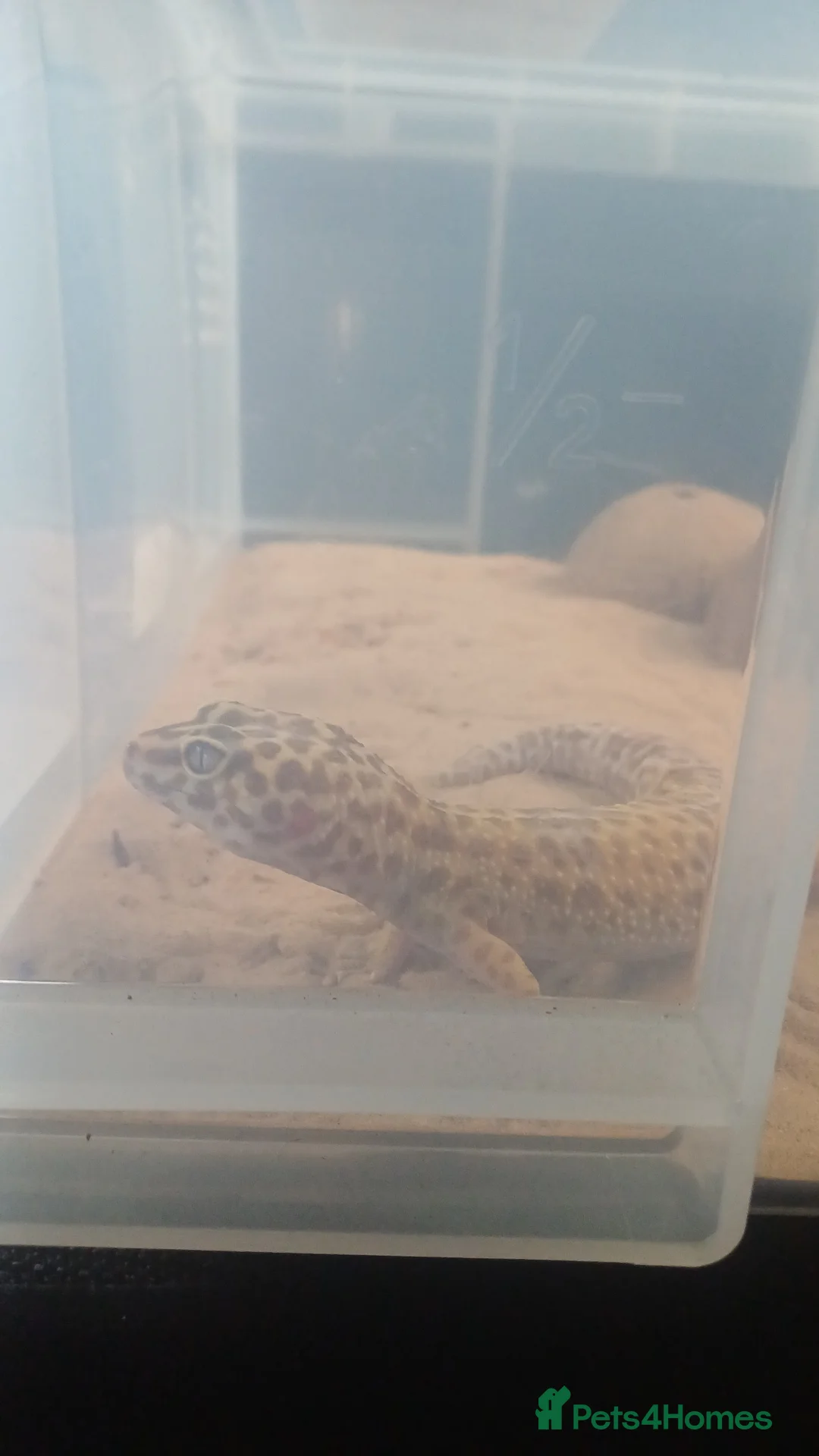 Leopard Gecko reptiles for sale: 2 Leopard geckos in Aldershot - Advert 2