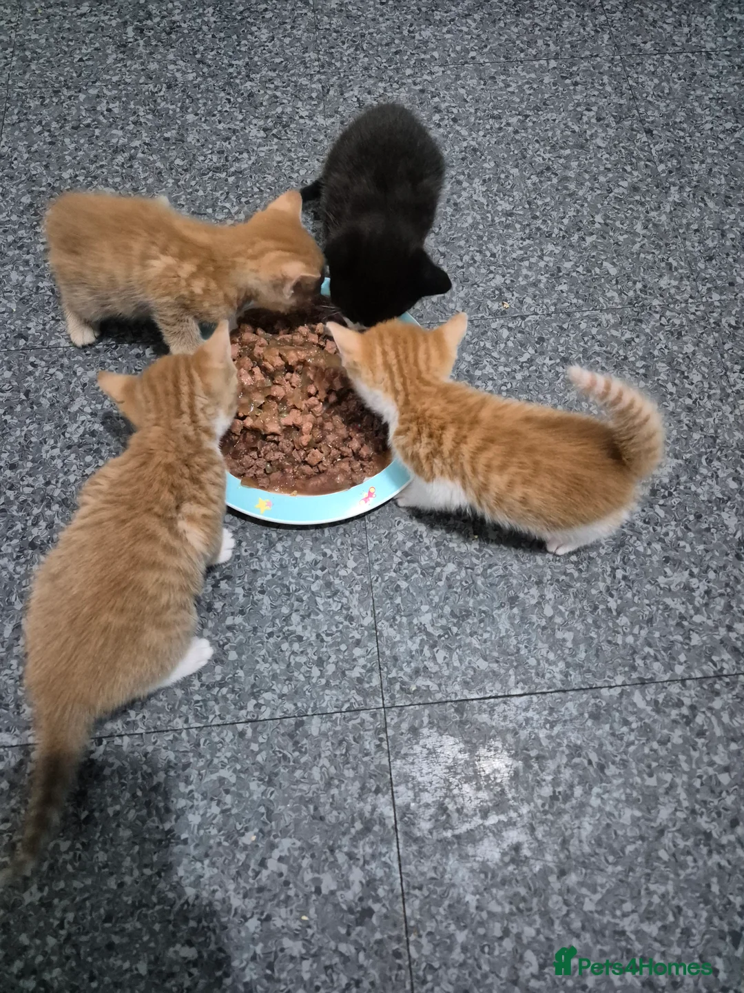 Mixed Breed cats for sale: Litter of 4 beautiful fur babies  - Advert 8