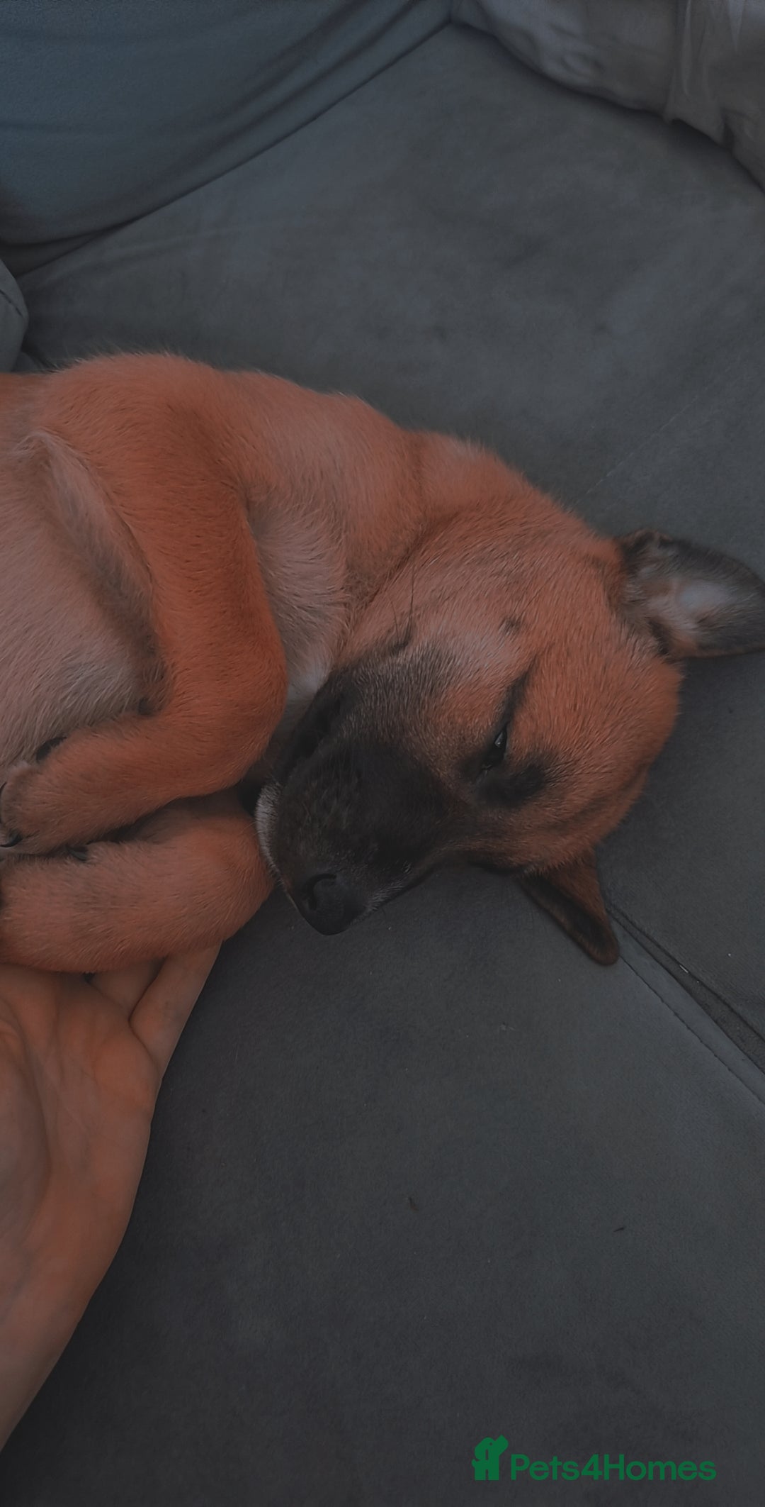 Mixed Breed dogs for sale: 8 week old puppy - Image 2