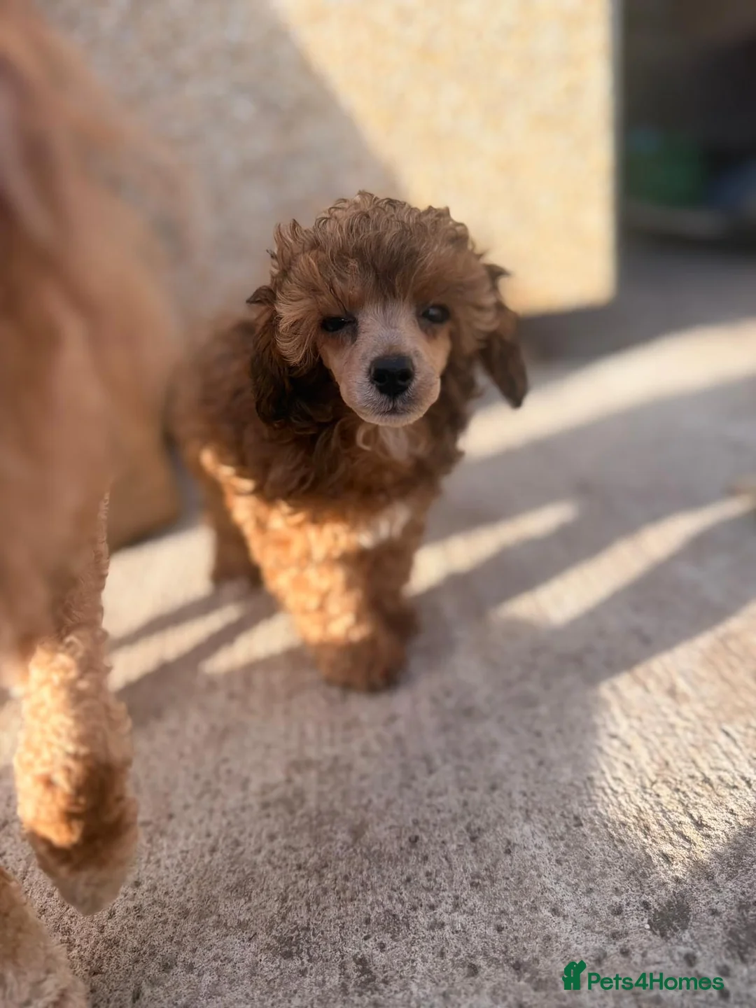 Toy Poodle dogs for sale: Toy poodle boys - Advert 9