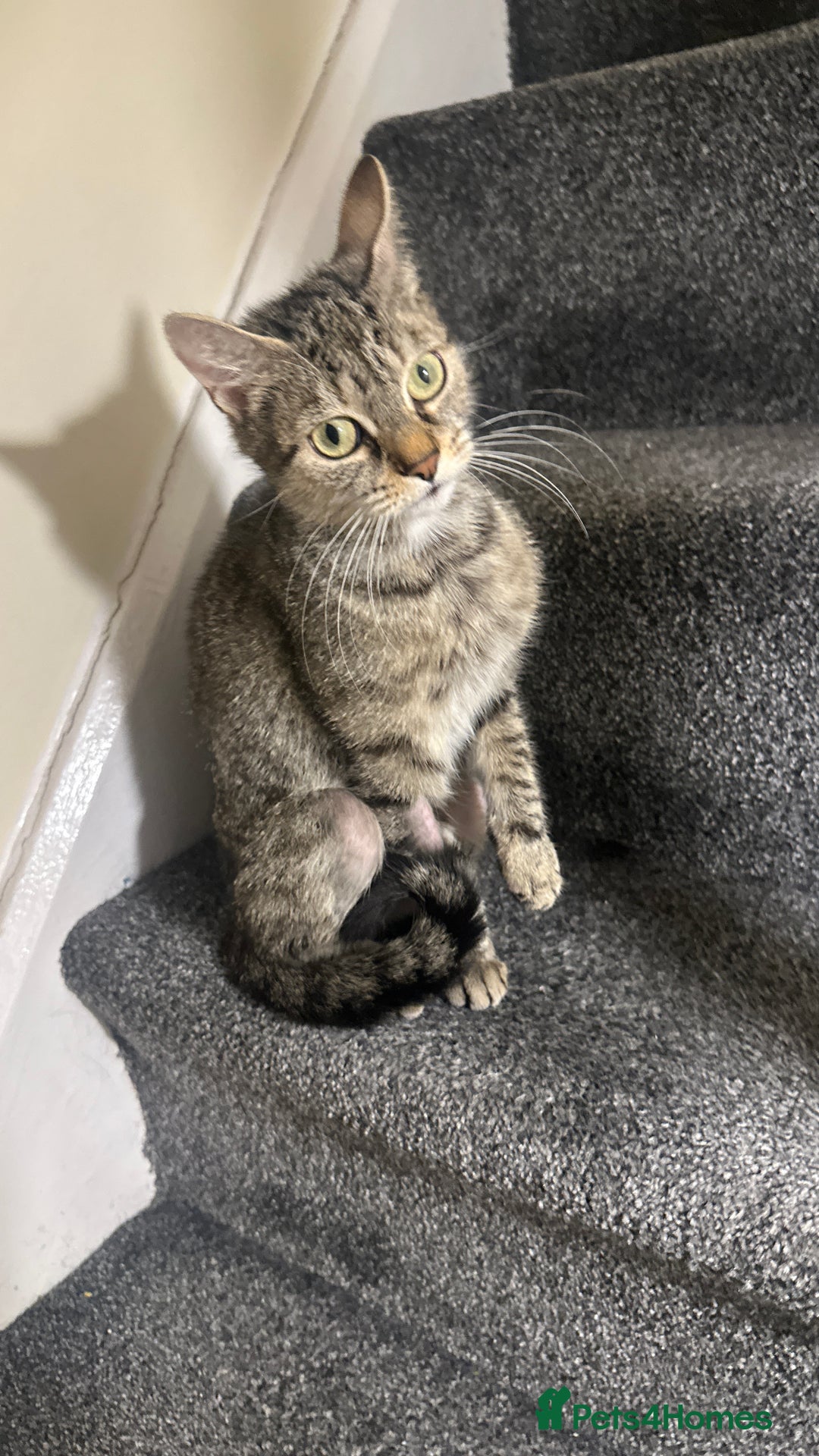 Mixed Breed cats for sale: 9 week old boy kitten - Advert 1