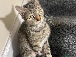 Mixed Breed cats 9 week old boy kitten - Advert 5