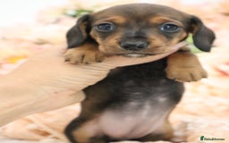 Miniature Dachshund dogs for sale: KC Registered Miniature Dachshund Puppies - Image 6