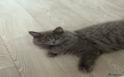 British Shorthair cats for sale: Champion Bloodline British Shorthair & Longhair - Image 5