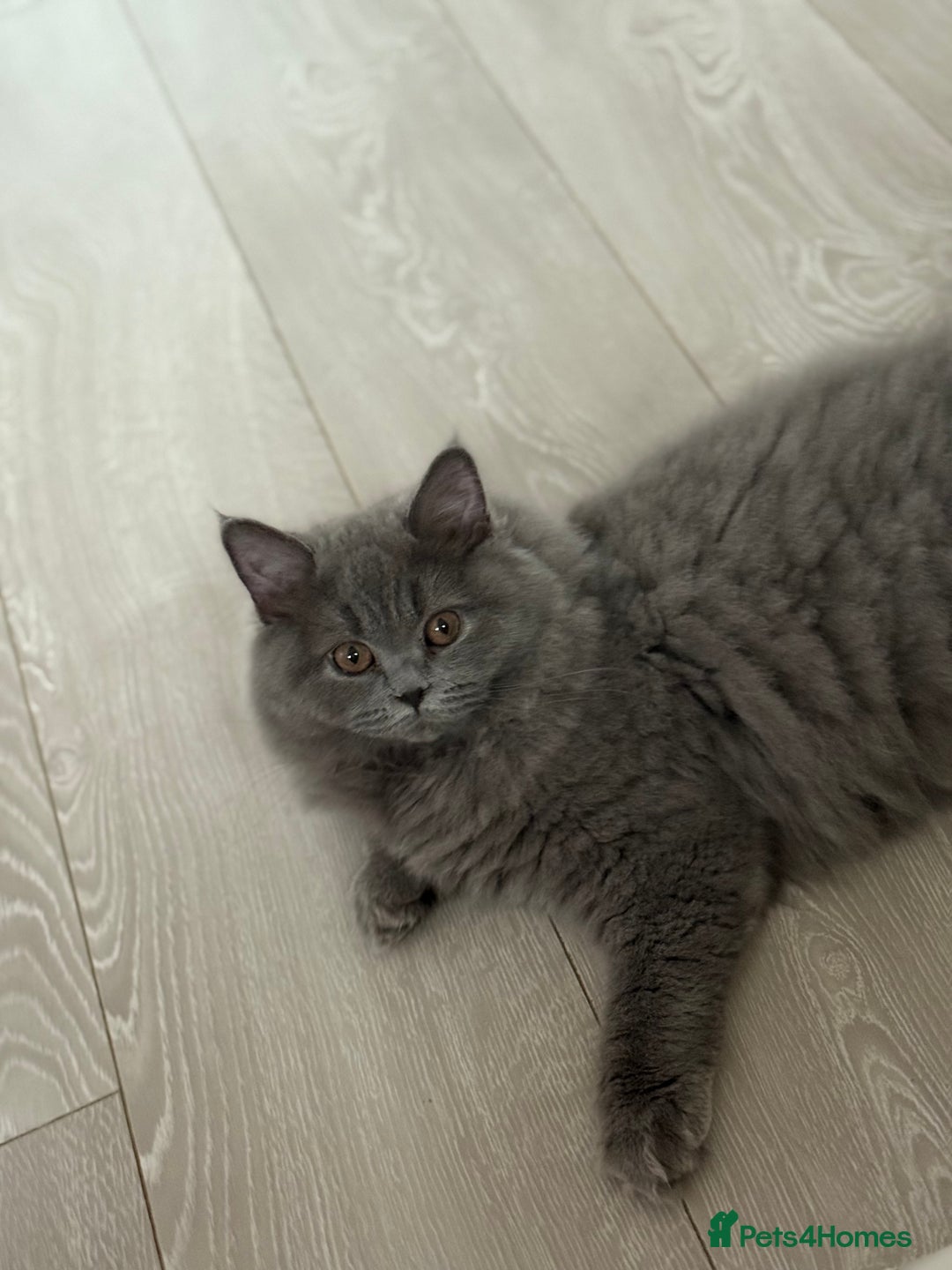 British Shorthair cats for sale: Champion Bloodline British Shorthair & Longhair - Image 5