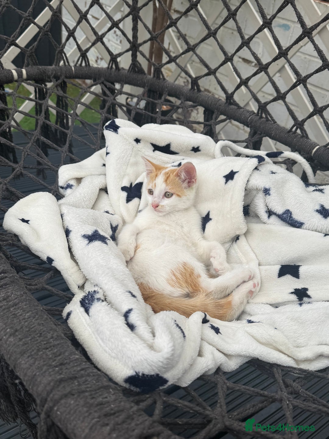 Mixed Breed cats for sale: Kittens - Image 2