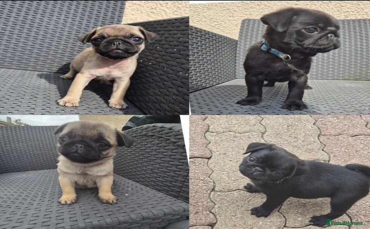 Pug dogs - Advert 2