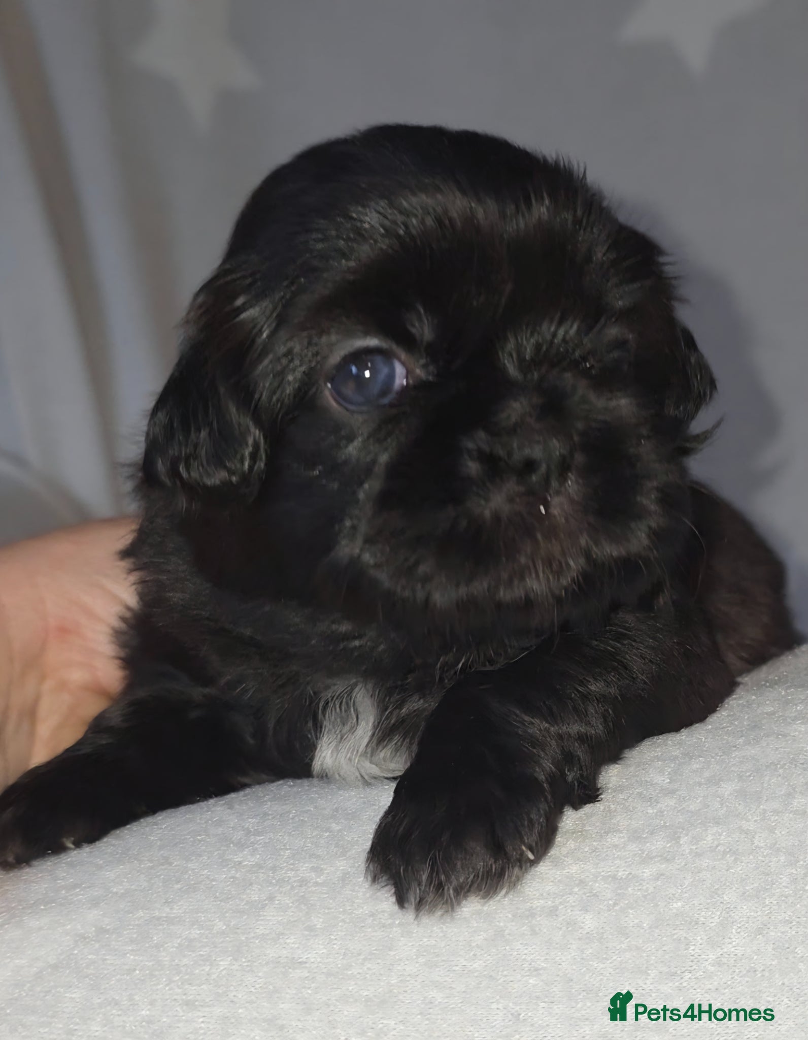 Shih Tzu dogs Beautiful Shih Tzu Puppies 5 girls 1 boy - Advert 1