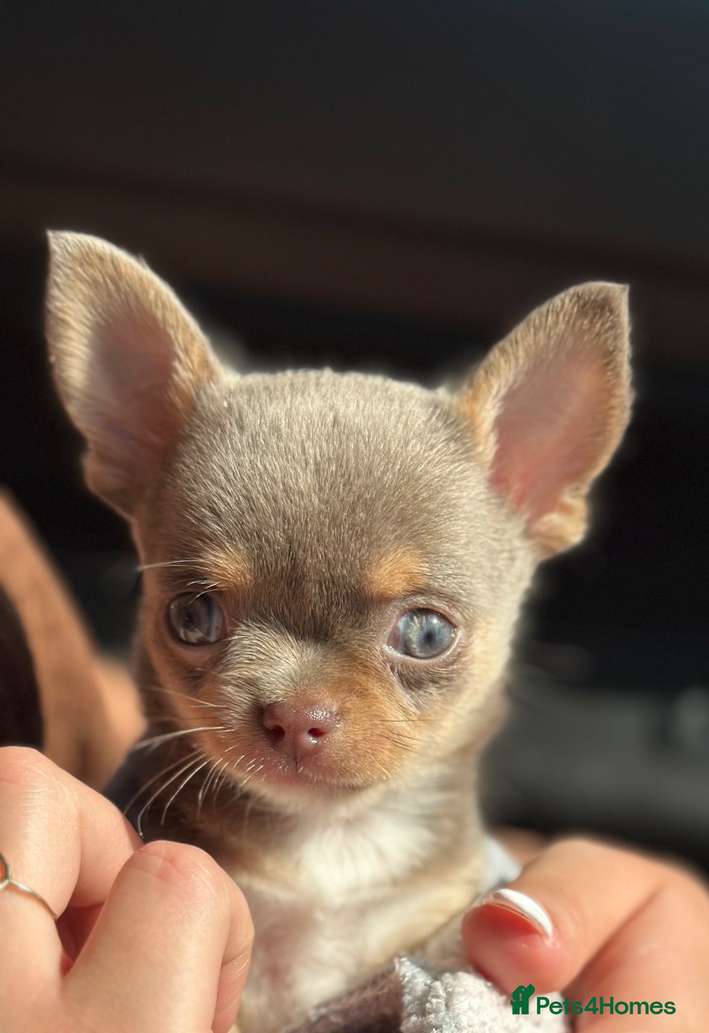Chihuahua dogs 💜🐾 LILAC MALE CHIHUAHUA – MINI TOY – AVAILABLE  - Advert 7