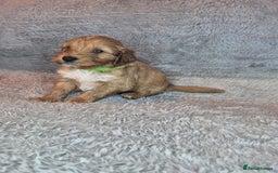 Irish Doodle dogs for sale: Toy Irish Doodle Puppies For Sale  - Image 26
