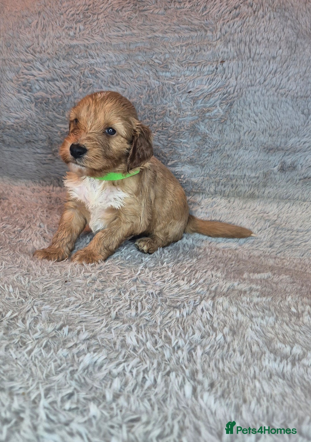 Irish Doodle dogs for sale: Toy Irish Doodle Puppies For Sale  - Image 26