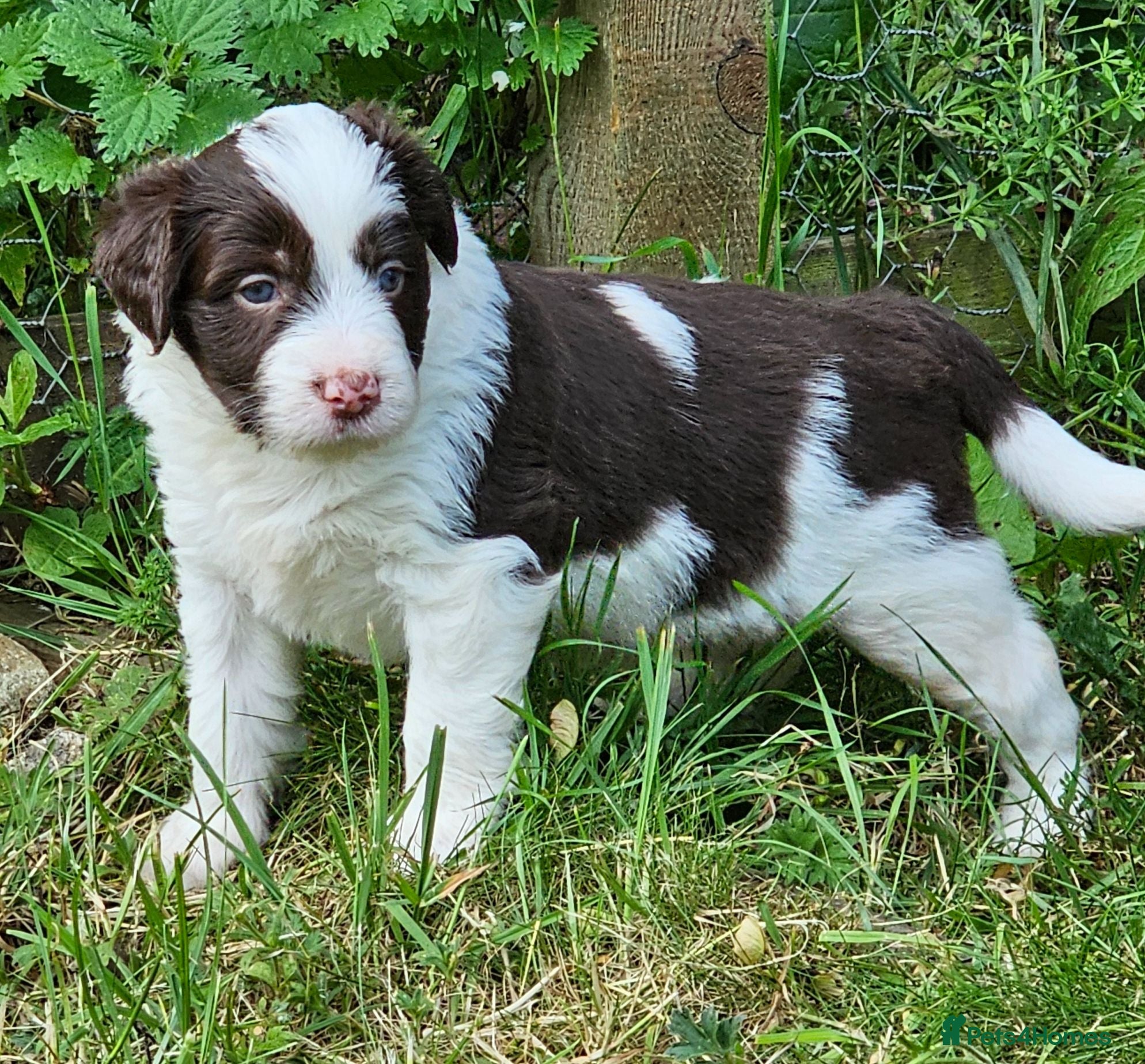Mixed Breed dogs Handsome Black/white and brown/white boy puppies - Advert 2