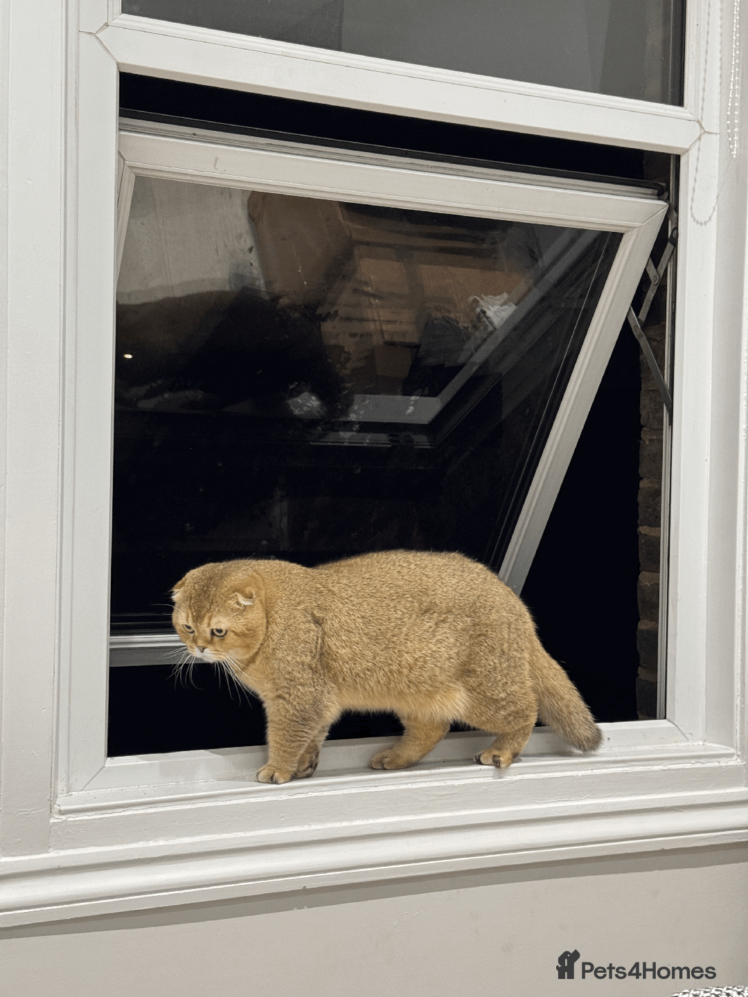 Scottish Fold cats for sale: Beautiful Scottish Fold Cat Looking 4 Loving Home - Image 8