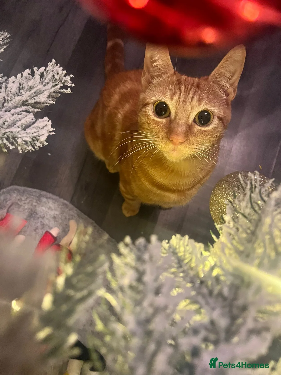 Mixed Breed cats for sale: Black female tortoise shell  - Advert 2