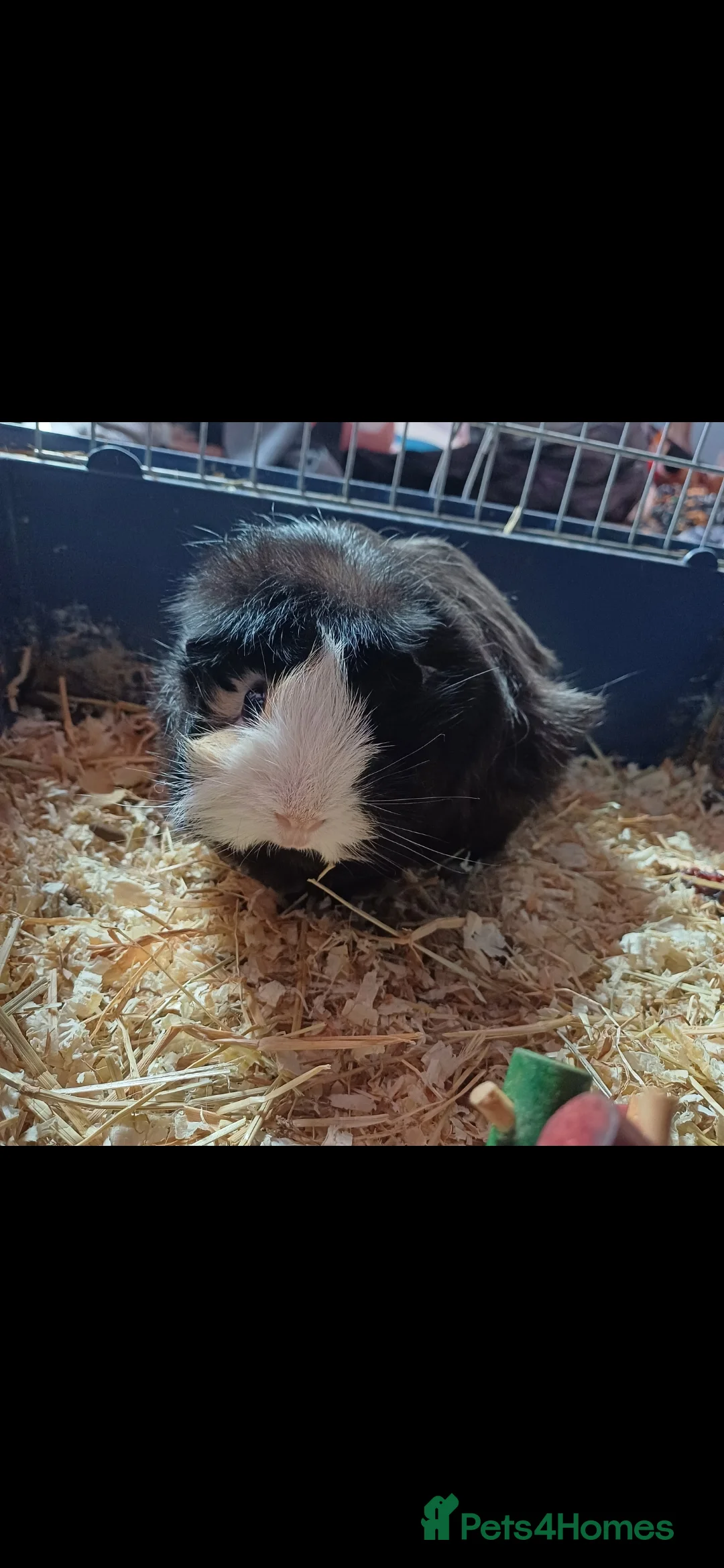 Guinea Pig rodents for sale: Two sweet guinea pigs + full setup - Advert 3