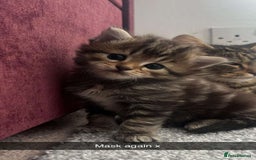 Siberian cats for sale: Beautiful Mixed Kittens-Siberian/Ragdoll/Longhair - Image 3