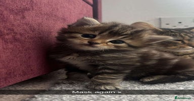 Siberian cats - Advert 5