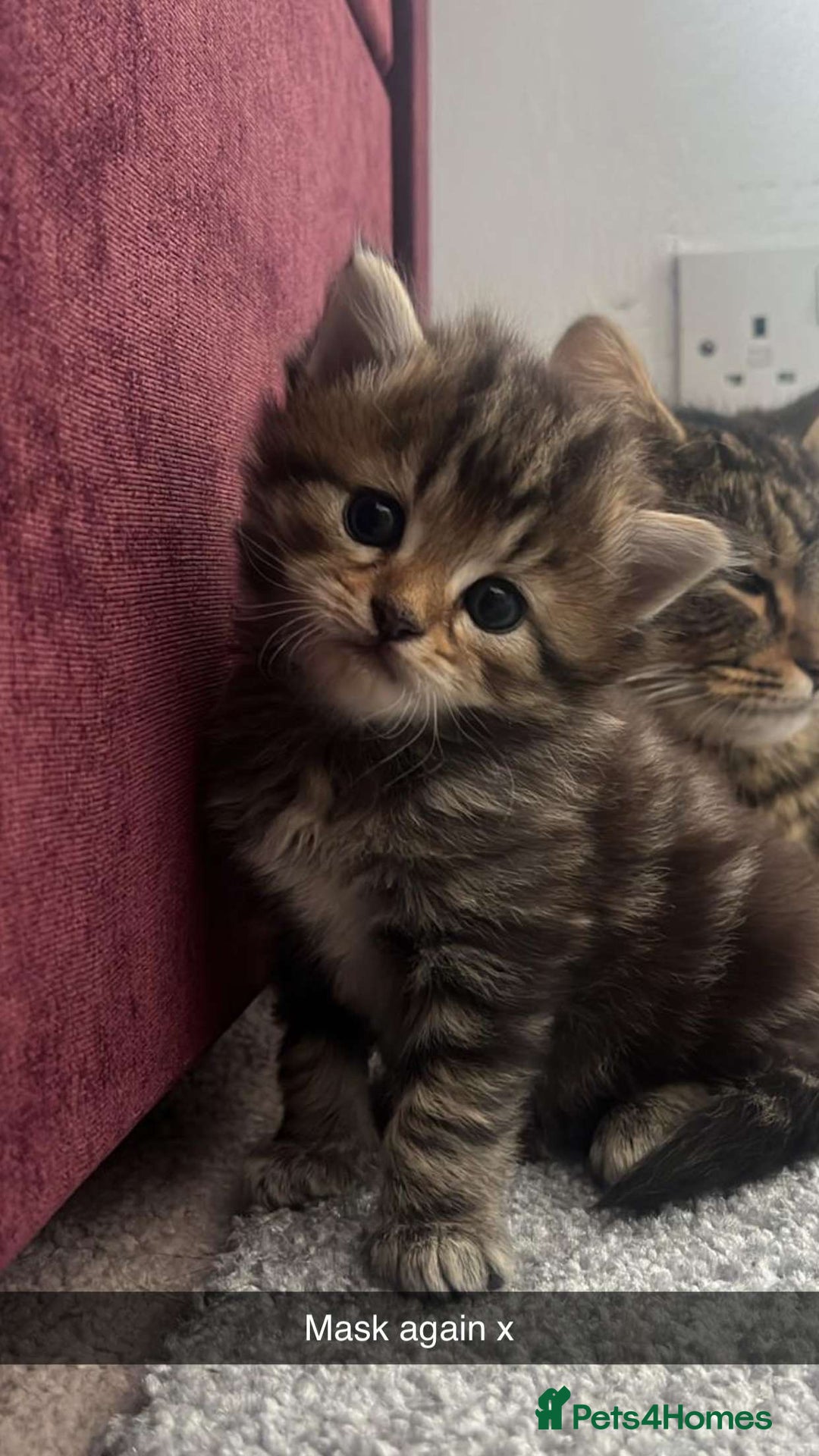 Siberian cats for sale: Beautiful Mixed Kittens-Siberian/Ragdoll/Longhair - Image 3