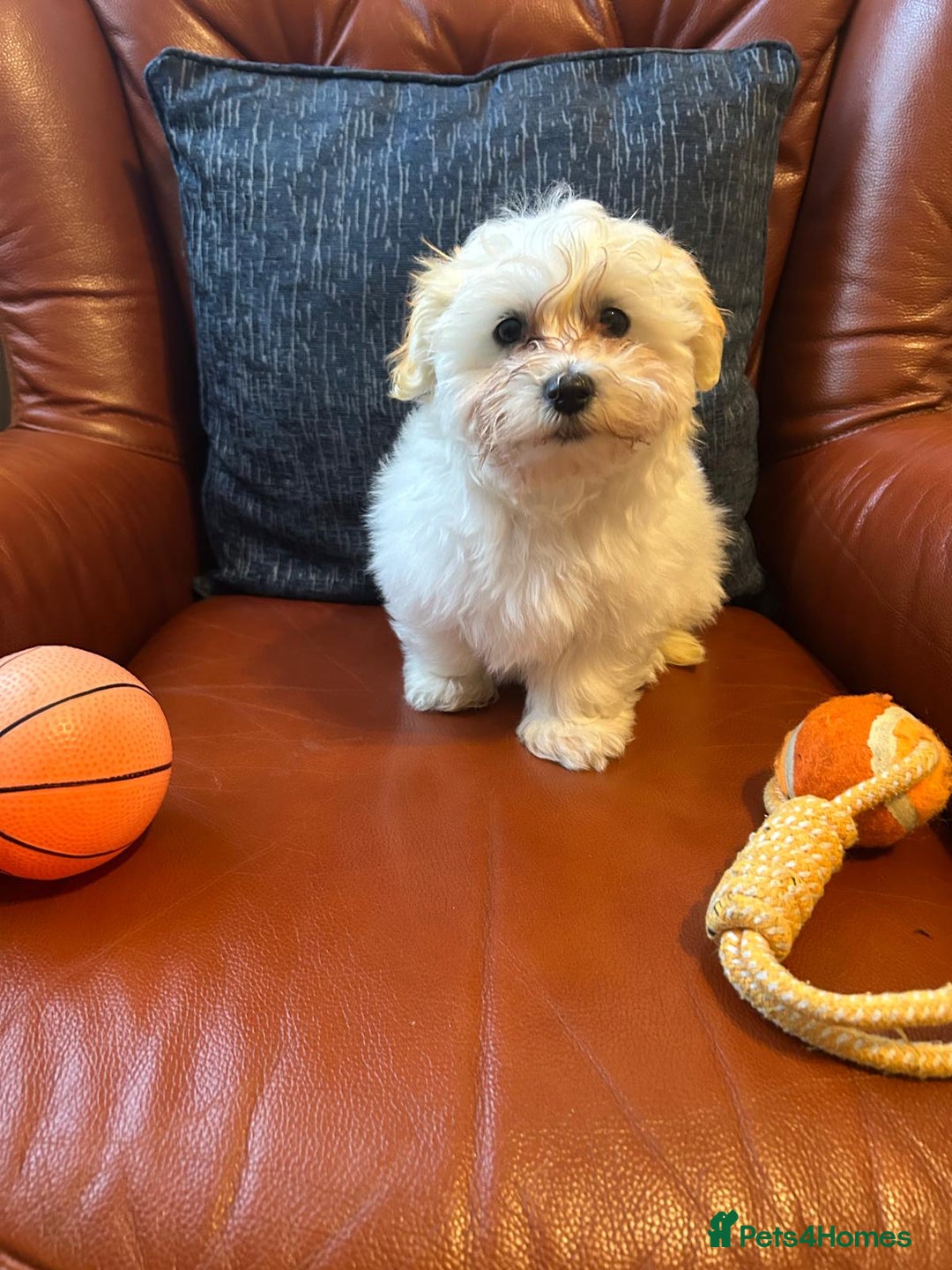 Havanese dogs for sale: Orange boy - Extra mini Havanese x Maltese puppies - Image 2