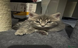 Mixed Breed cats for sale: Beautiful mix breed kittens - Image 11