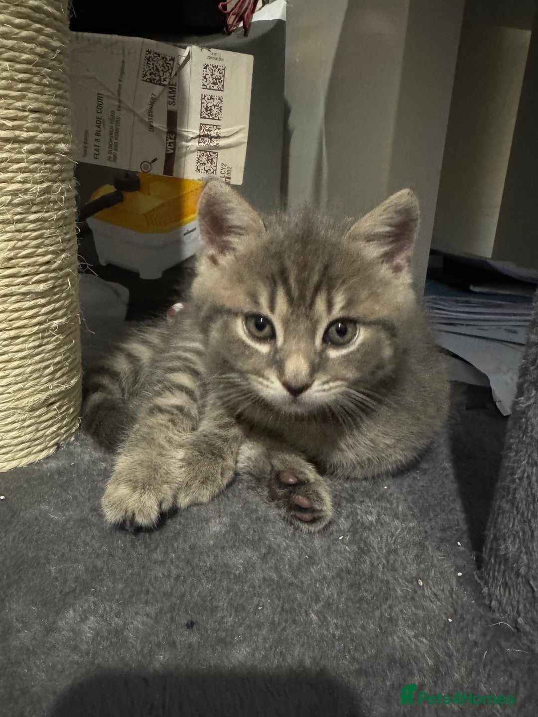 Mixed Breed cats for sale: Beautiful mix breed kittens - Image 11