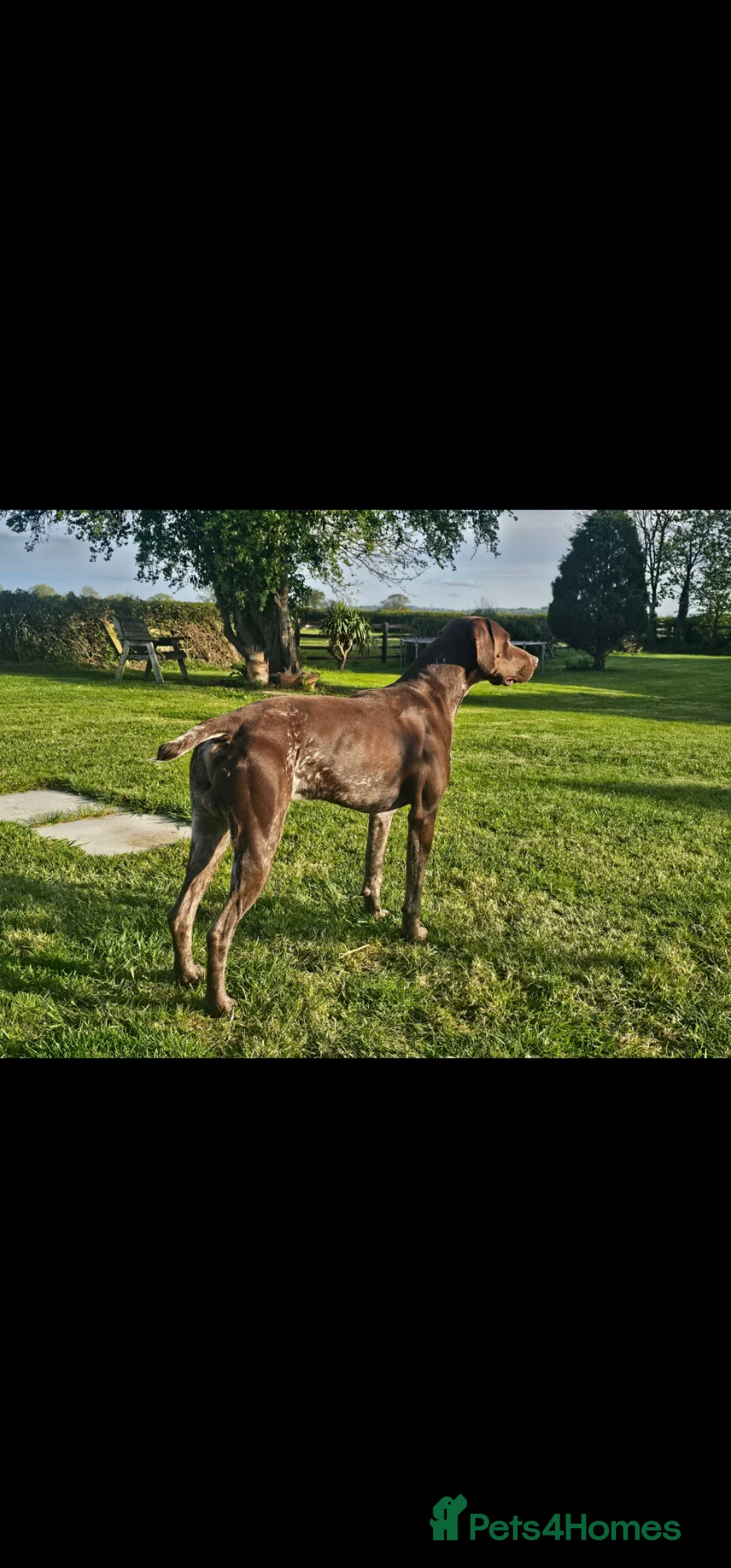 German Shorthaired Pointer dogs for stud: German shorthaired pointer for stud  - Advert 2