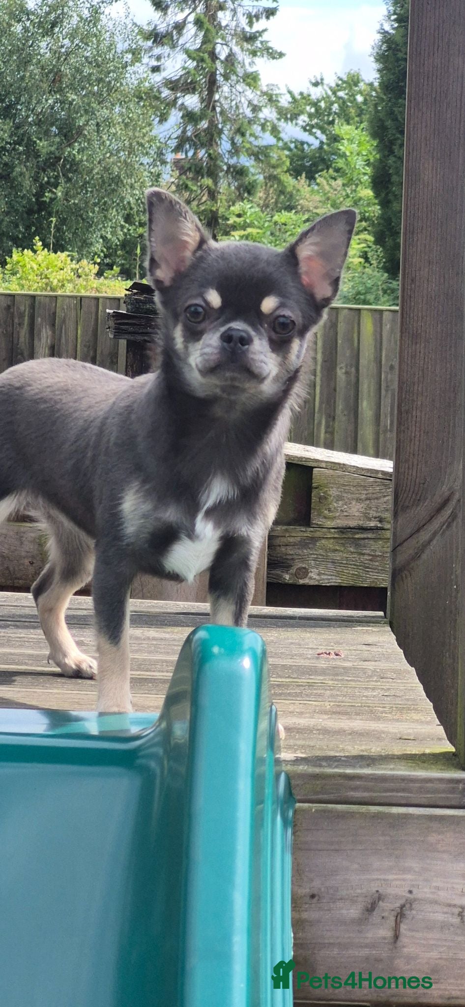 Chihuahua dogs Stunning Blue Chihuahua Girl  - Advert 14