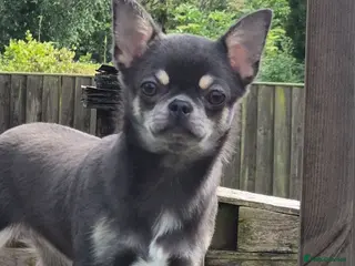 Chihuahua dogs Stunning Blue Chihuahua Girl - Advert 1