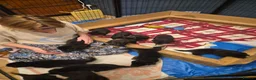 German Shepherd dogs for sale: German Shepherd Puppies Home Bred - Advert 6