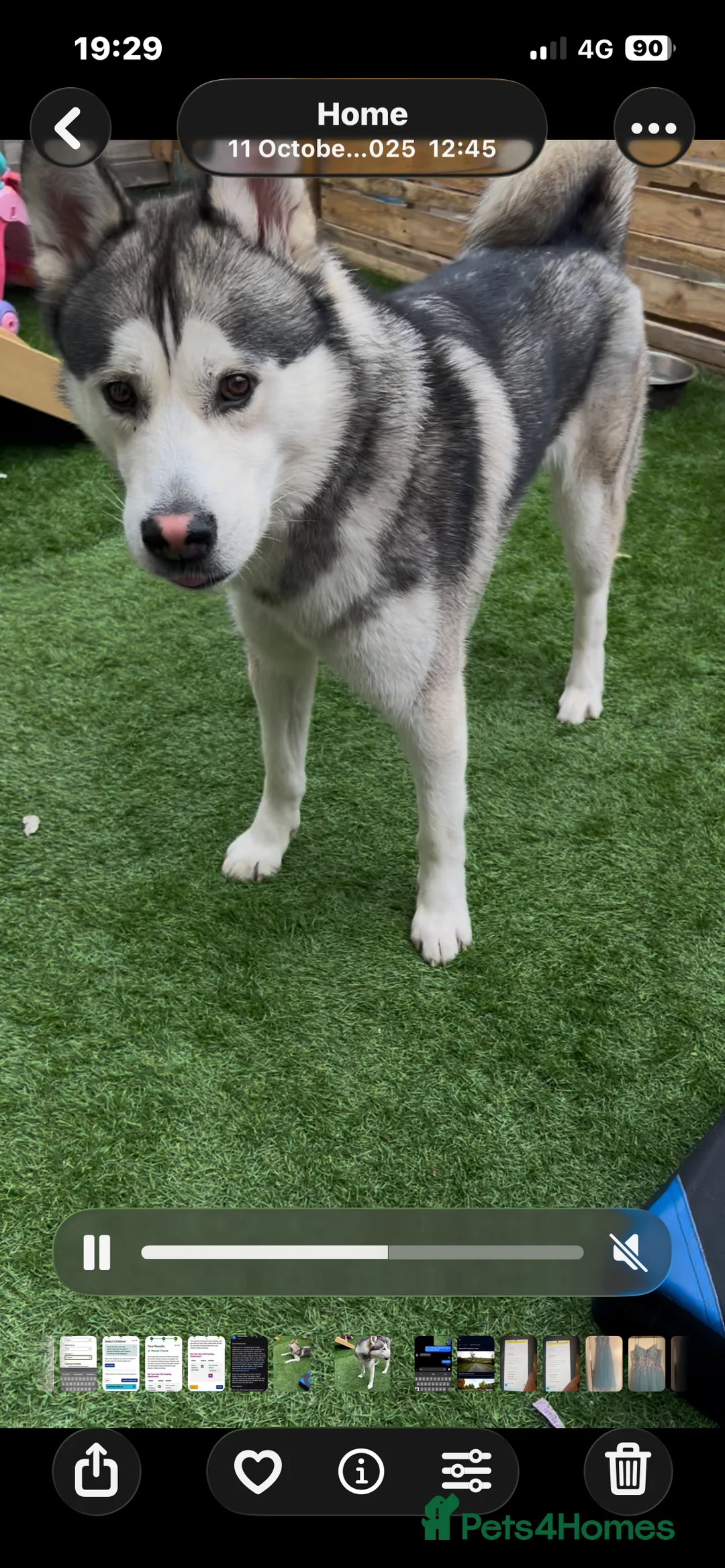 Siberian Husky dogs for sale:  Siberian husky shadow in Evesham - Advert 4