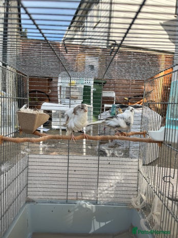 Canaries birds in Harrow - Advert 6