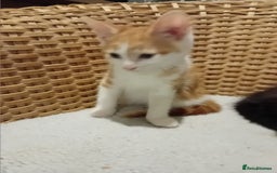 British Shorthair cats for sale: Kittens  - Image 5