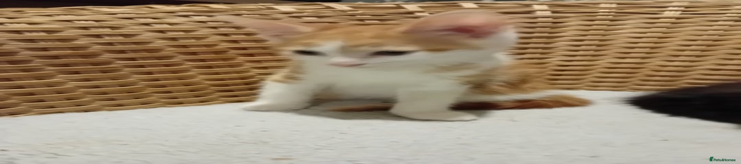 British Shorthair Kitten 4