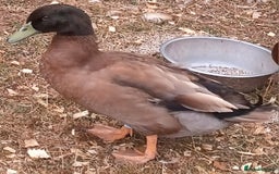 Ducks poultry for sale: Khaki Campbell 2025 drakes, offers considered in Tiverton - Image 12
