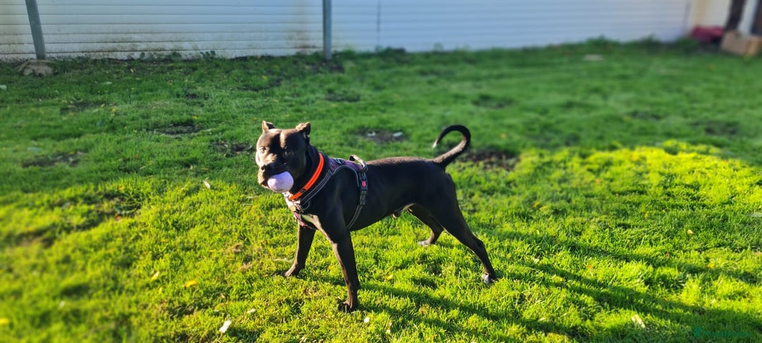 Staffordshire Bull Terrier dogs for adoption: Fernando - Image 3