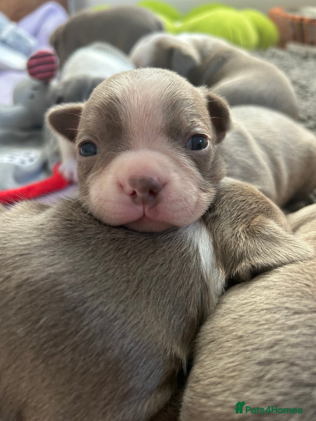Boston Terrier dogs for sale: Stunning KC registered litter - Image 14