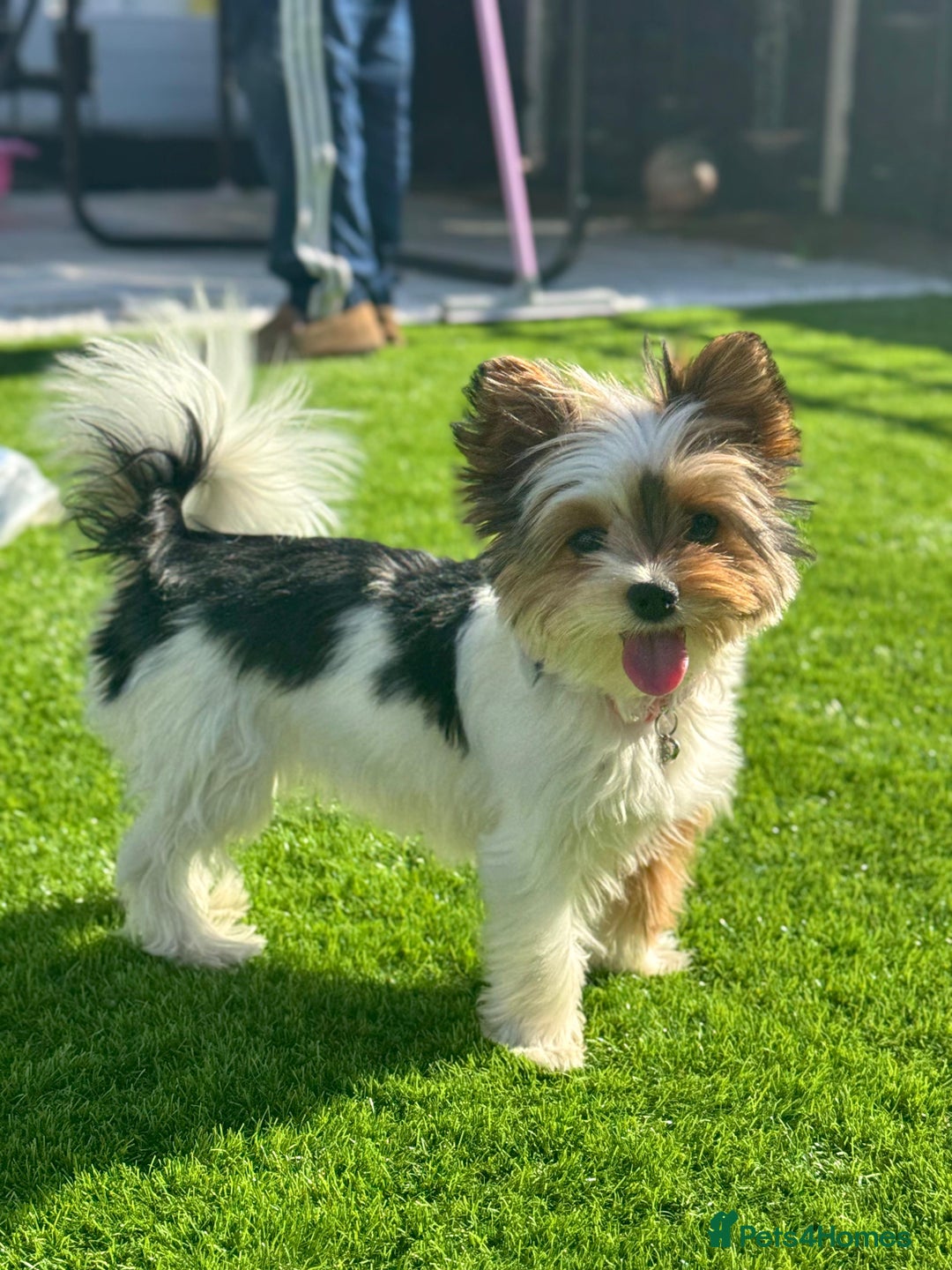 Mixed Breed dogs for sale: Yorkie chihuahua pups for sale  - Image 10