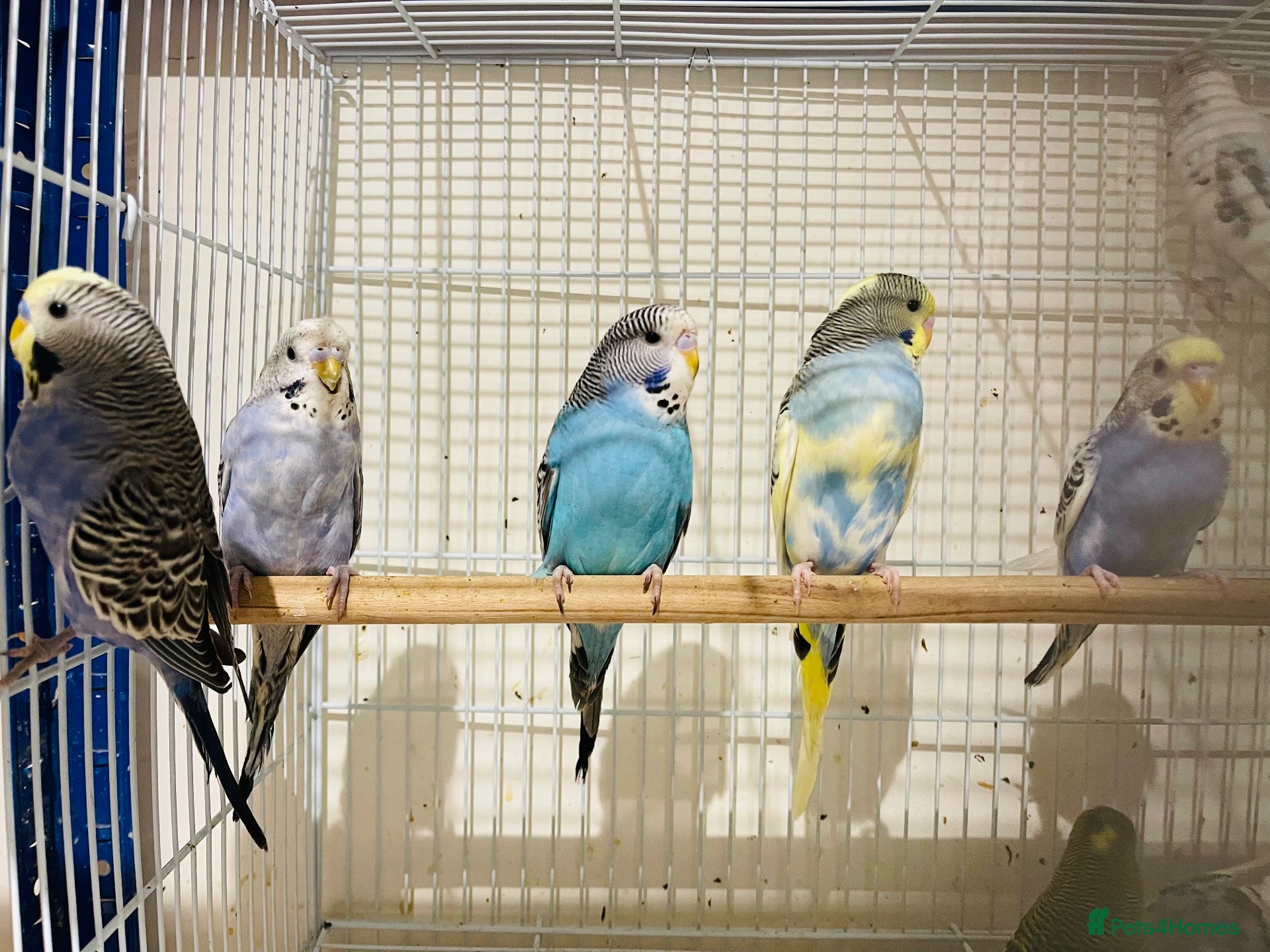 Budgerigars birds Budgies for sale  - Advert 2