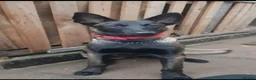 Belgian Shepherd Dog dogs for sale: Malinois! 5generation.ready soon - Advert 16
