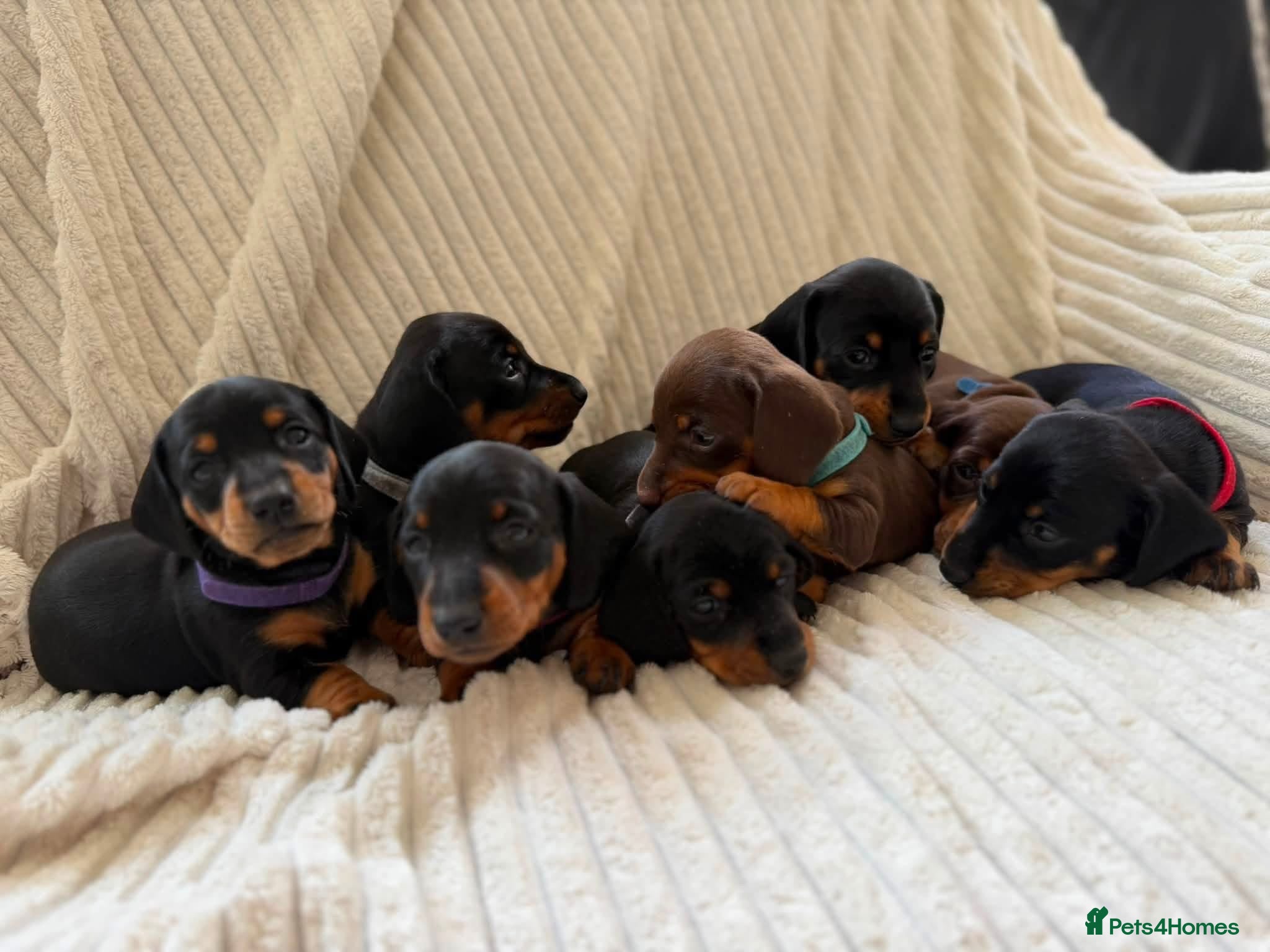 Miniature Dachshund dogs Beautiful Miniature Daschund Puppies  - Advert 16