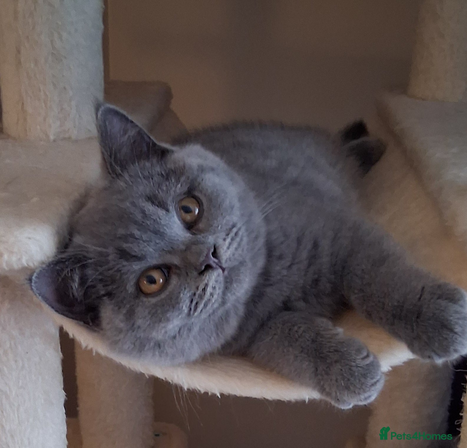 British Shorthair cats for sale:  BRITISH SHORTHAIR in Salford - Advert 2