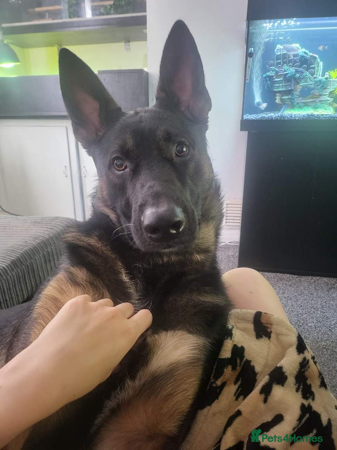 German Shepherd dogs for sale: German shepard  - Advert 4